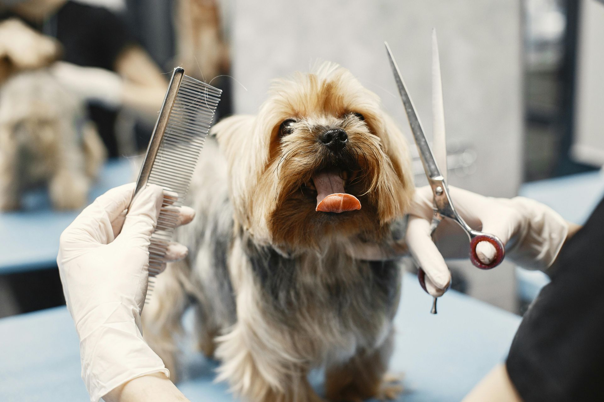 Groomer using scissors and comb for detailed dog hair styling