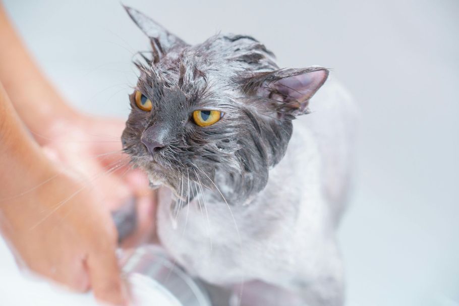 A wet cat being bathed during a professional grooming service