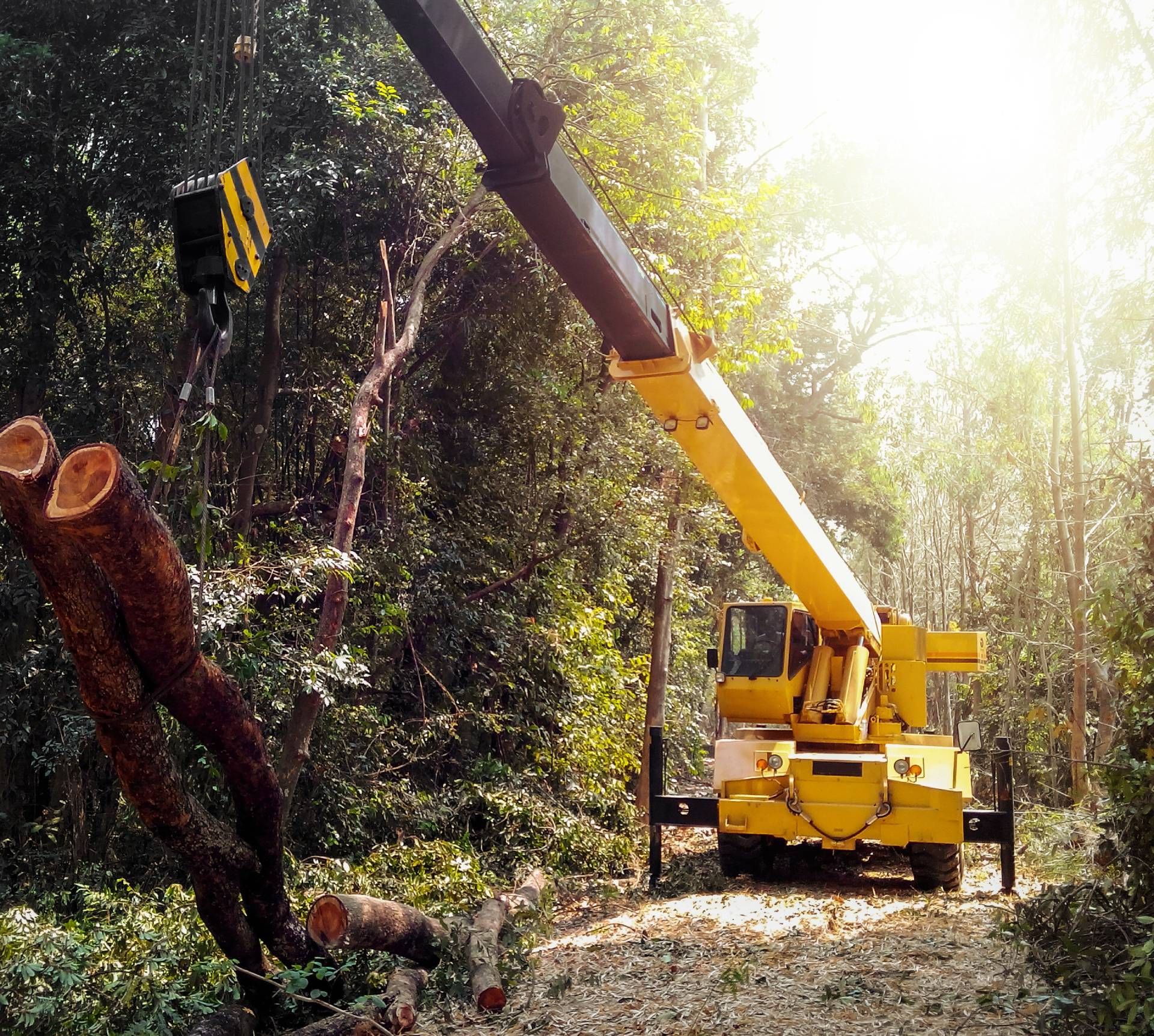 A yellow crane is cutting down a tree in the woods