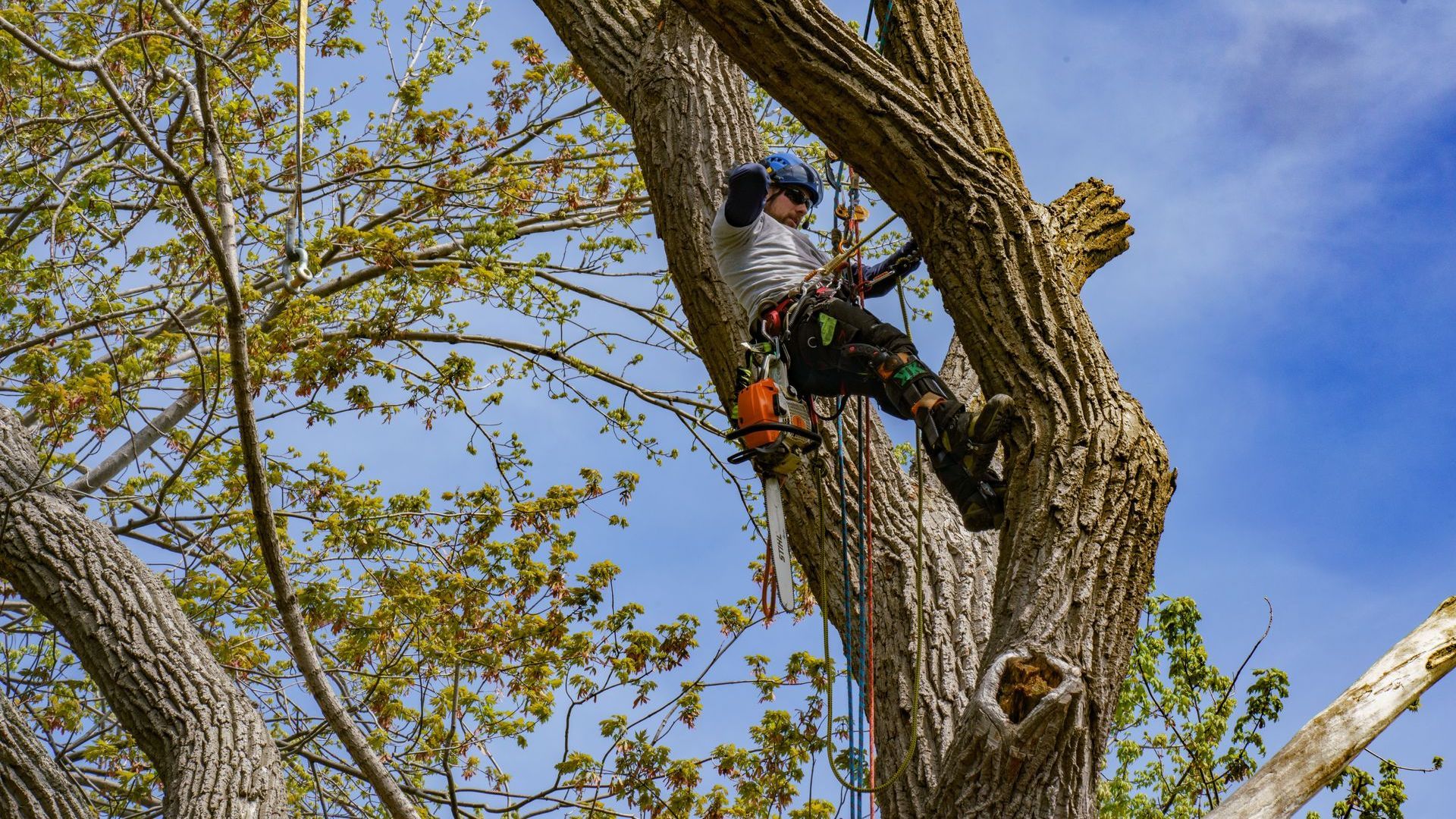 Un arboriste, casqué et harnaché, suspendu à un grand arbre, travaille sur des branches, le tout sur fond de ciel bleu.