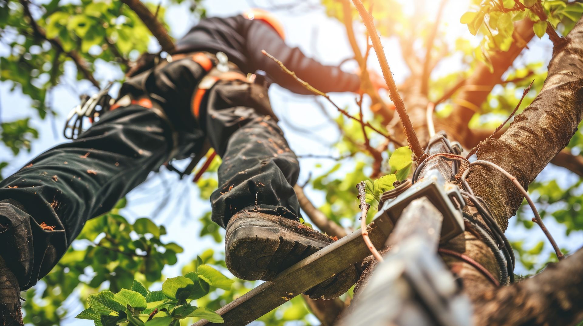 Un élagueur, portant un harnais de sécurité et des bottes, grimpe à un arbre, vu d'en bas sur un ciel lumineux et feuillu.
