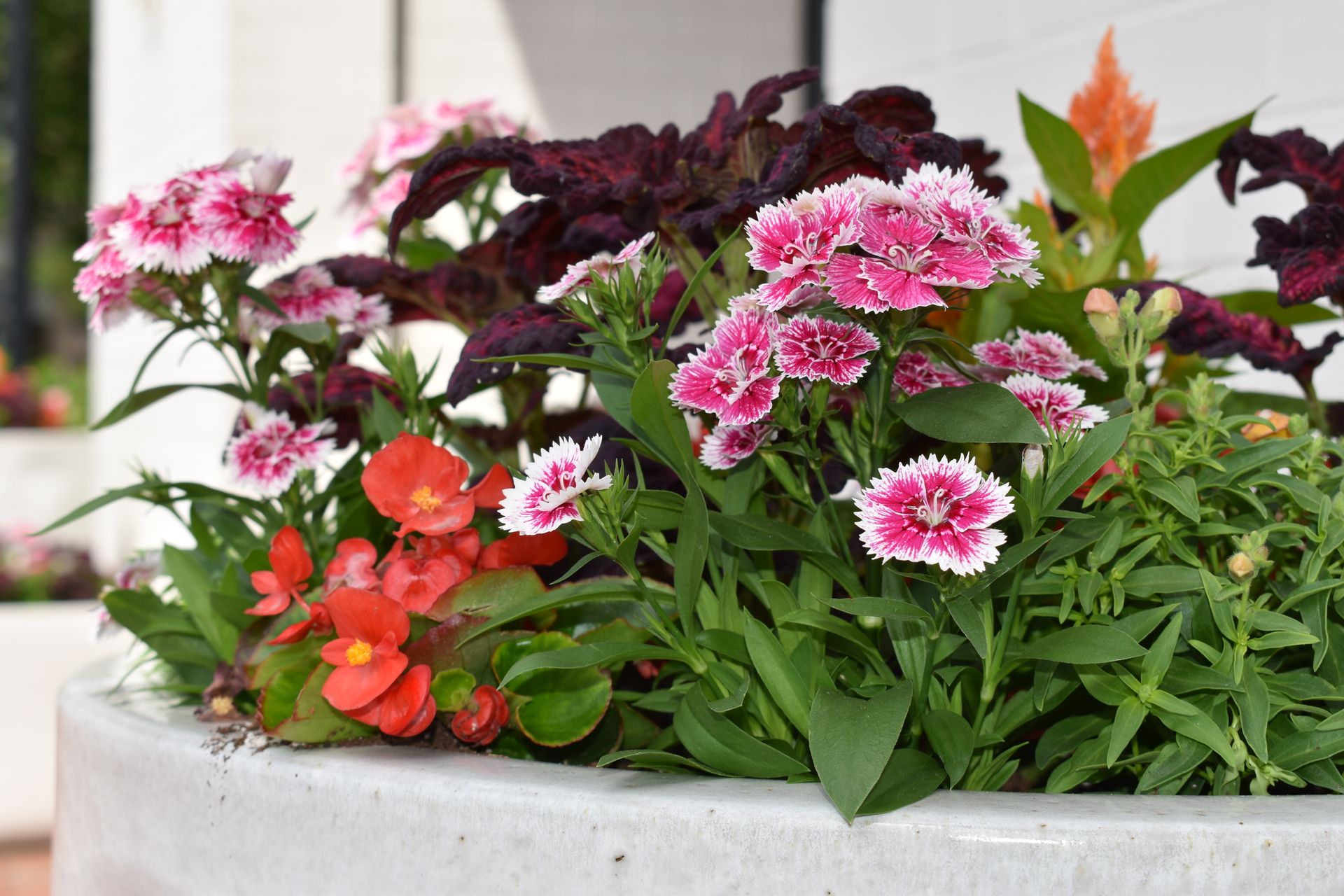 Commercial Flower Pot with colorful annuals showing off the seasonal colors.