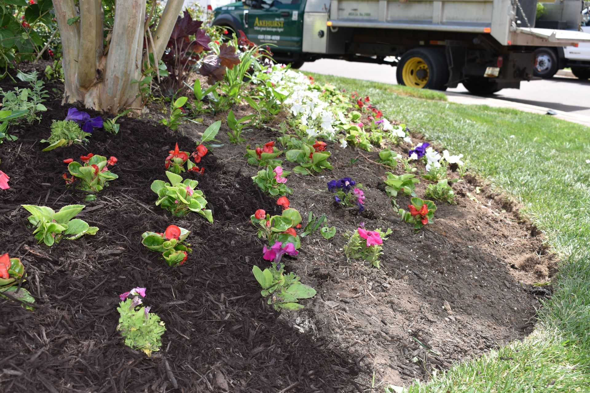 freshly planted annual flowers in a bed with part of the bed completed with mulch and the other portion without.