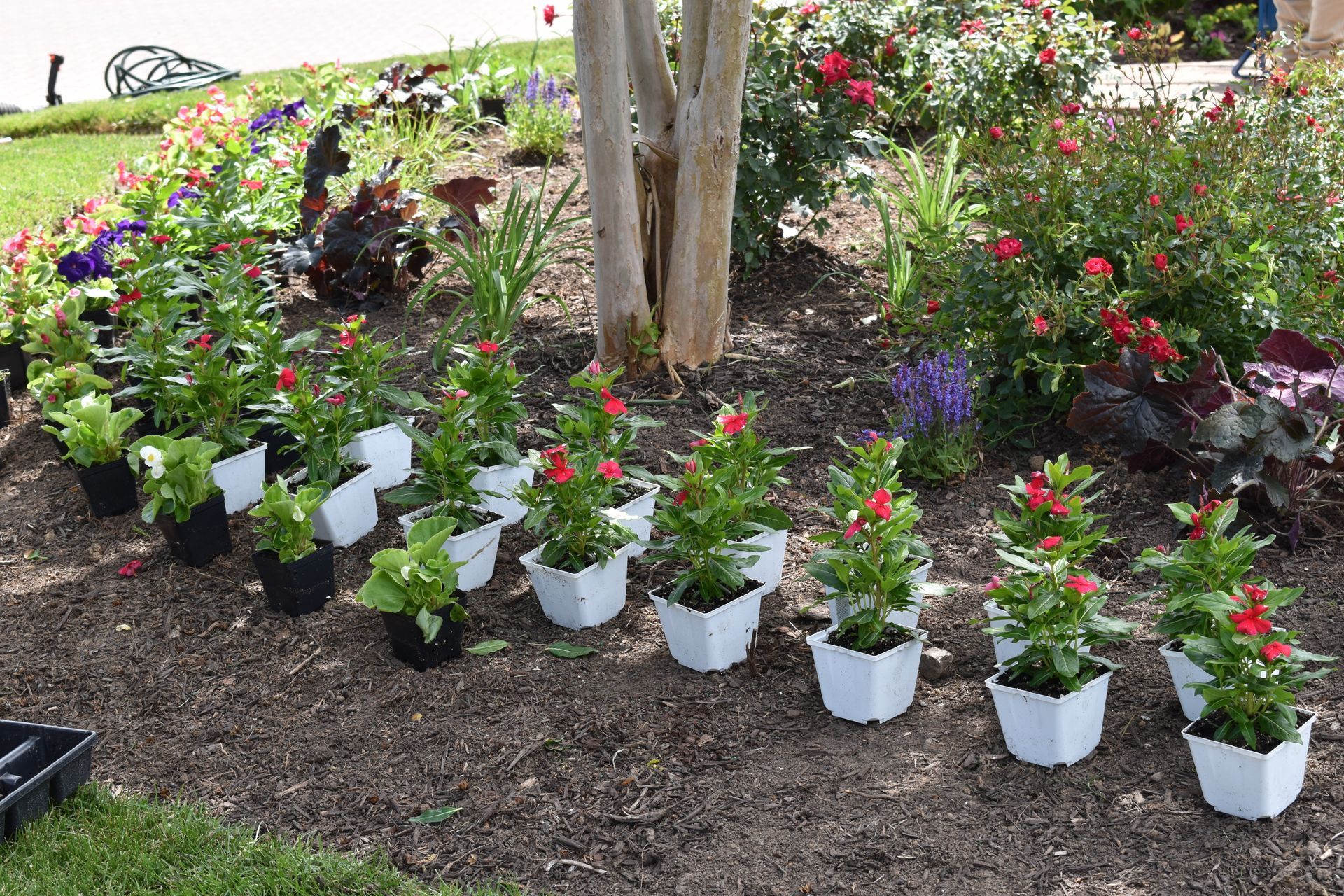 Annual Flowers laid out in a flower bed ready for planting.