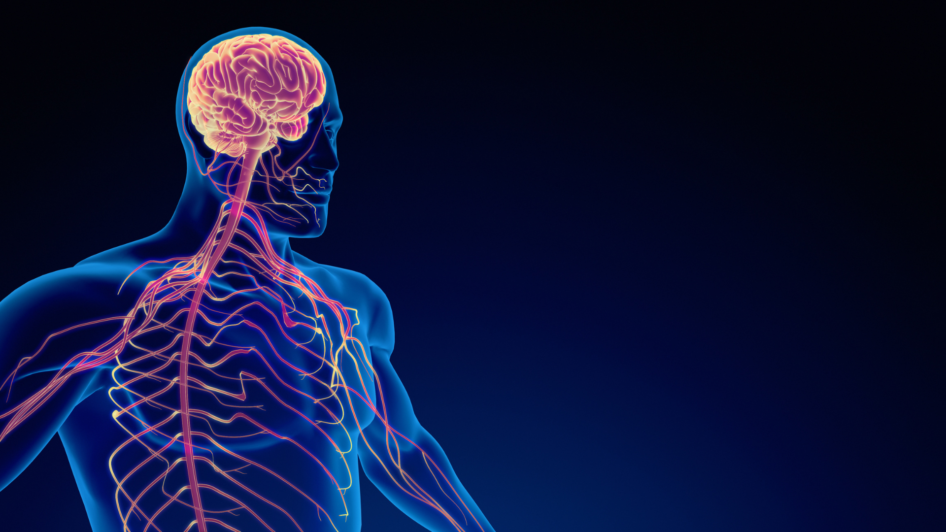 Transparent human body with glowing brain and nerves in blue and pink medical illustration