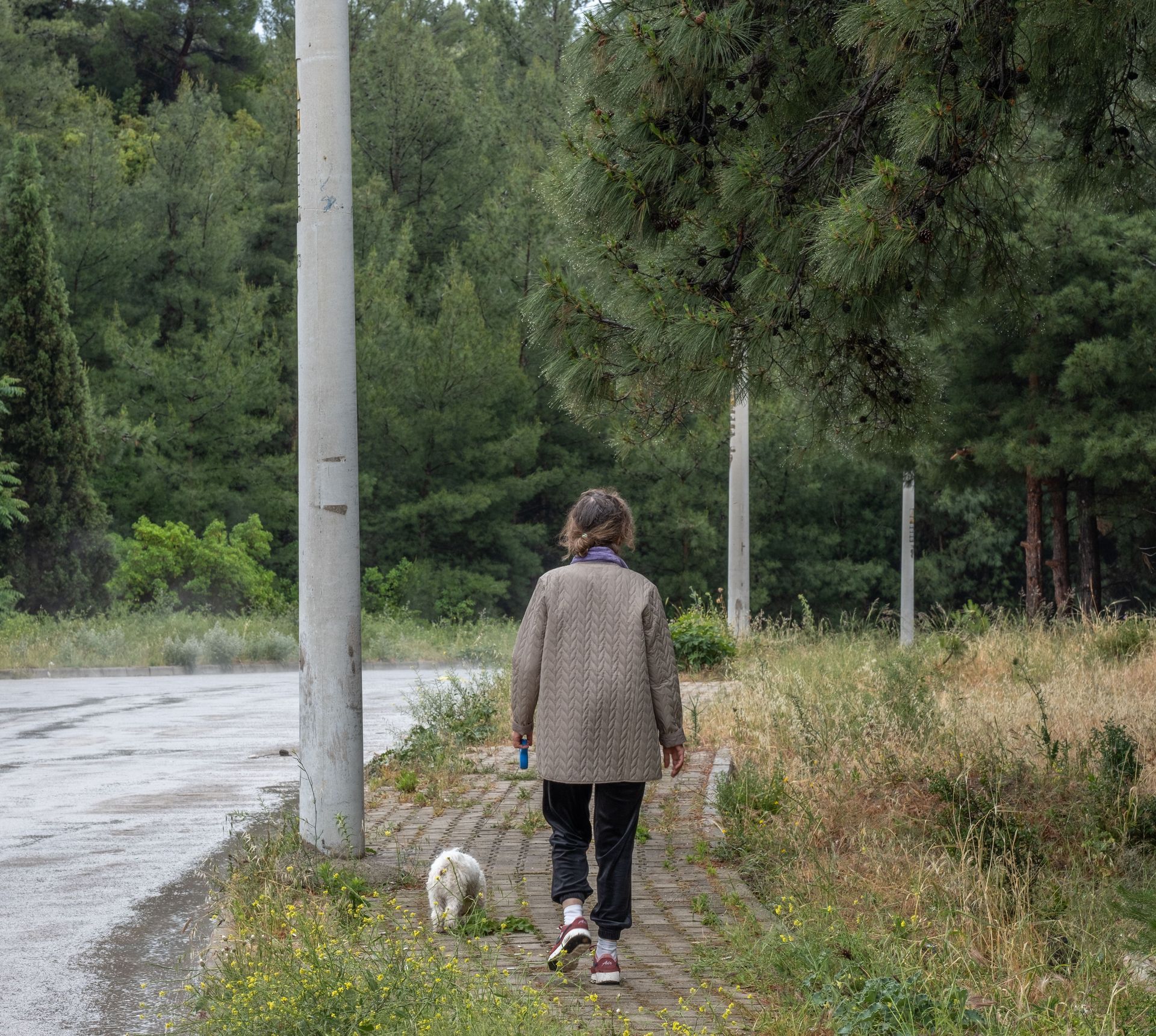 Person walking a small dog along a wet rural road beside trees and utility poles