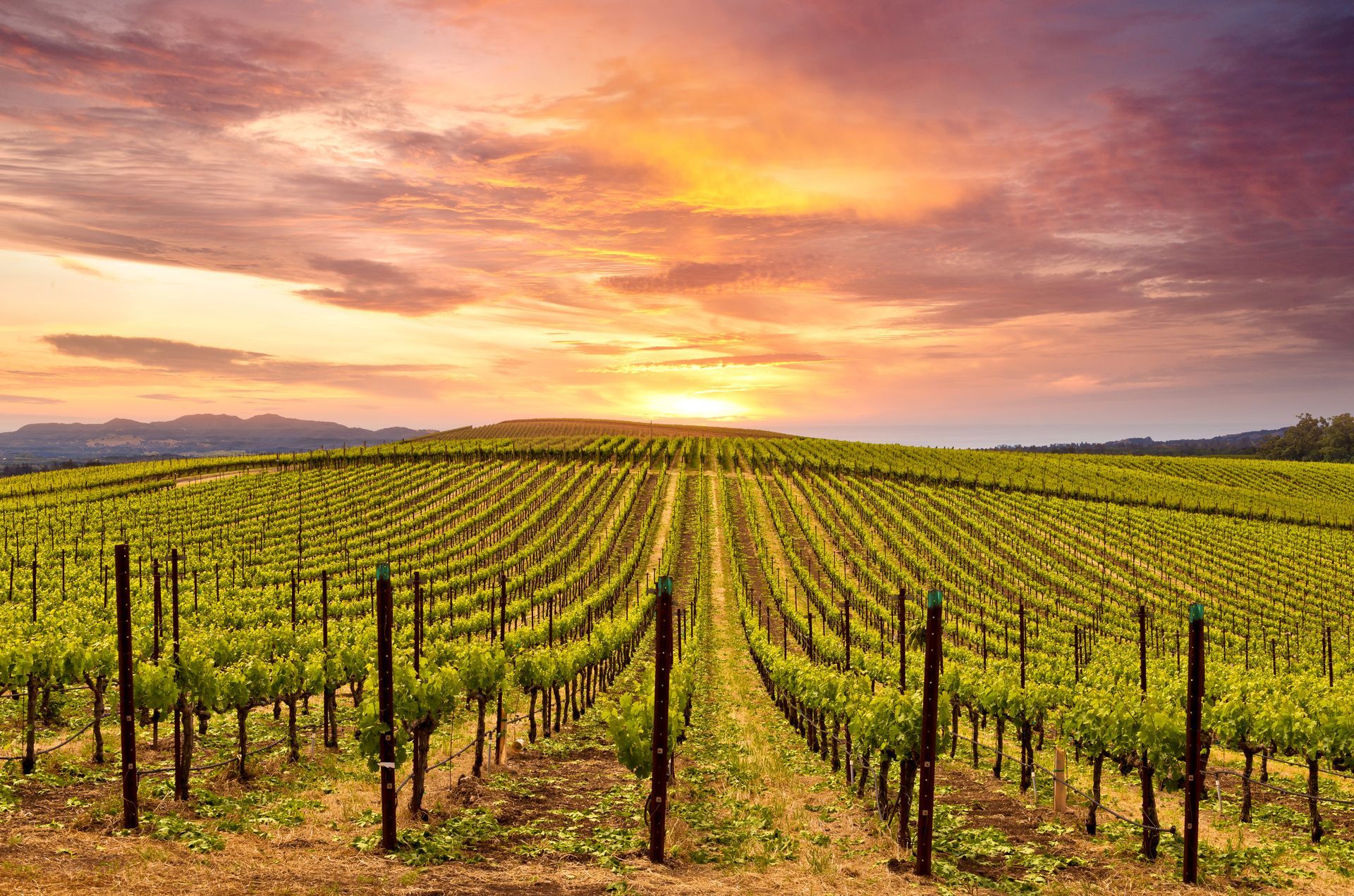 Sunset over a vineyard with rows of grapevines under a colorful orange-pink sky