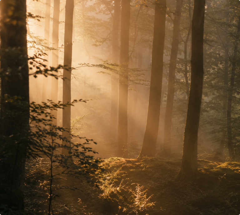 Sunlight streaming through a misty forest with tall trees and golden undergrowth