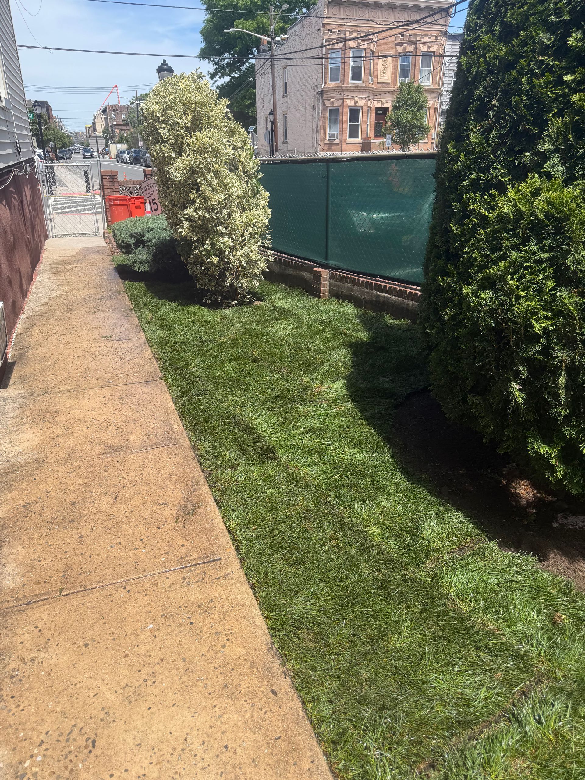 Narrow sidewalk beside a grassy yard, with a flowering bush, fence, and house on a sunny day.