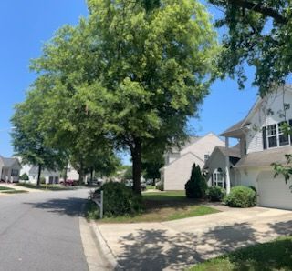 Quiet suburban street with a large leafy tree, houses, and a sunny blue sky
