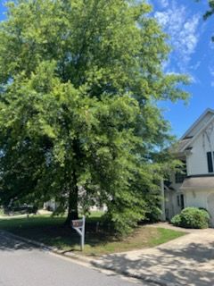 Large leafy tree beside a suburban house and driveway on a sunny day