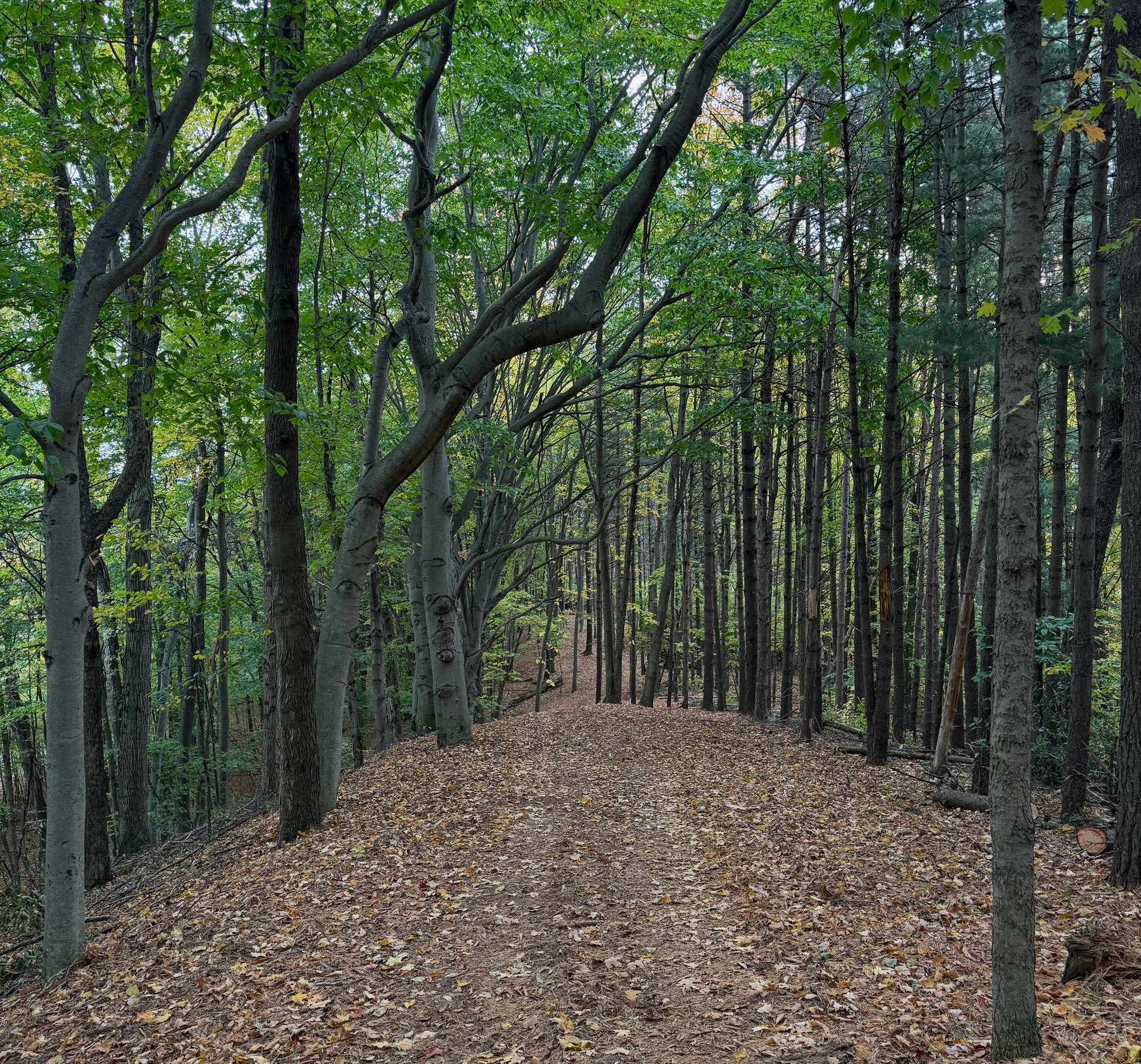 Das Pine Line