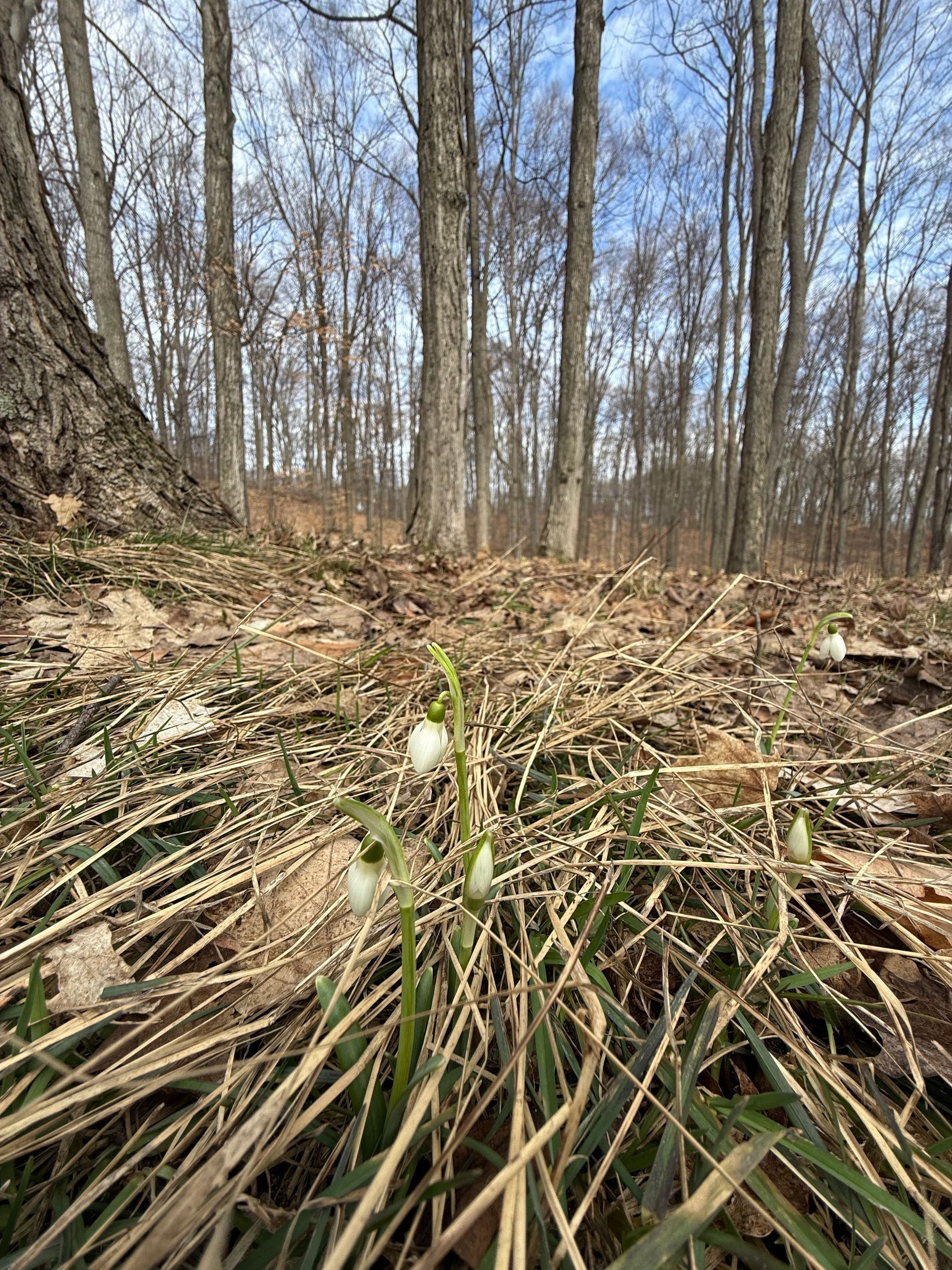 First Blossoms