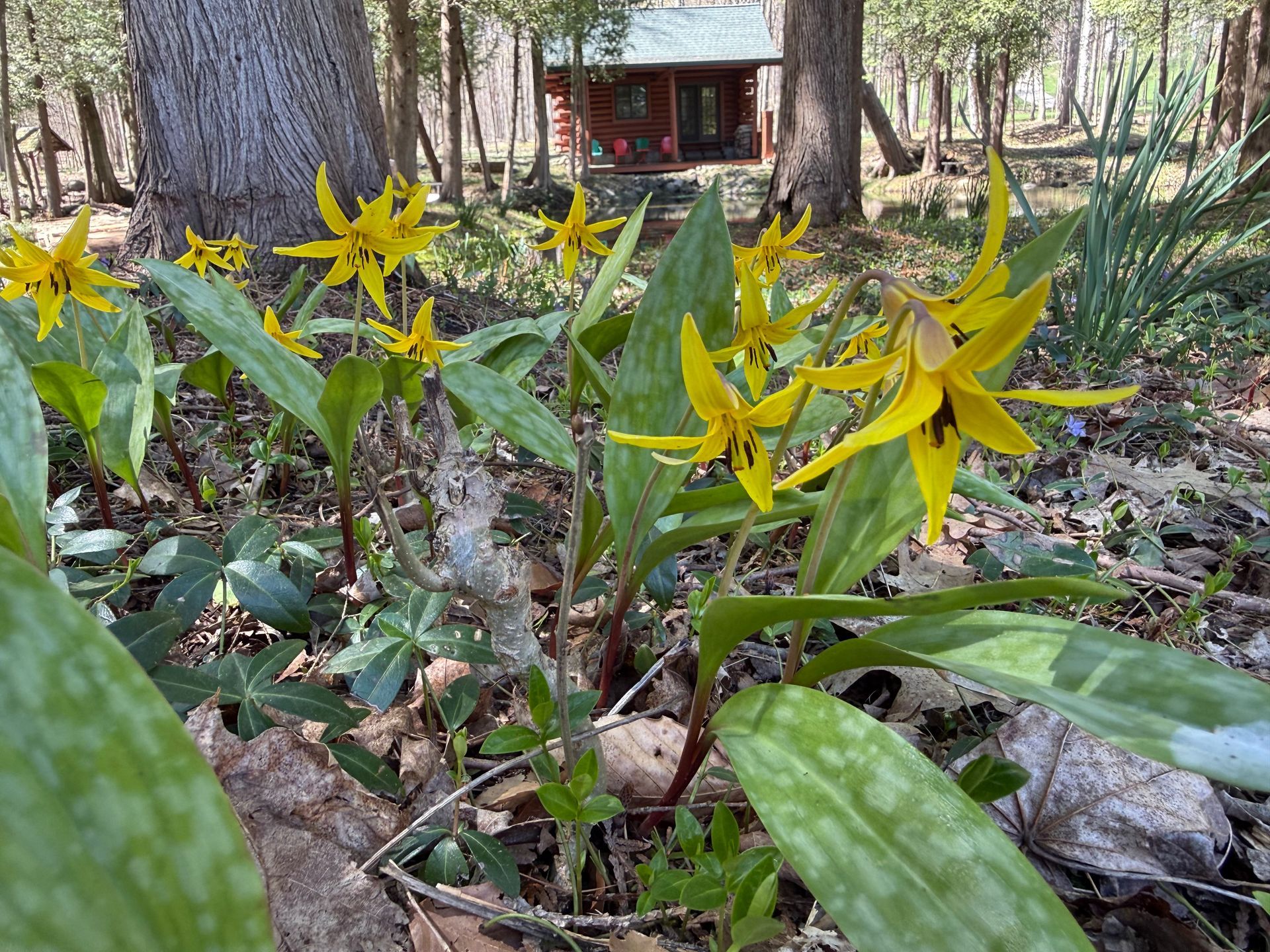 Ridges Cabin Headquarters