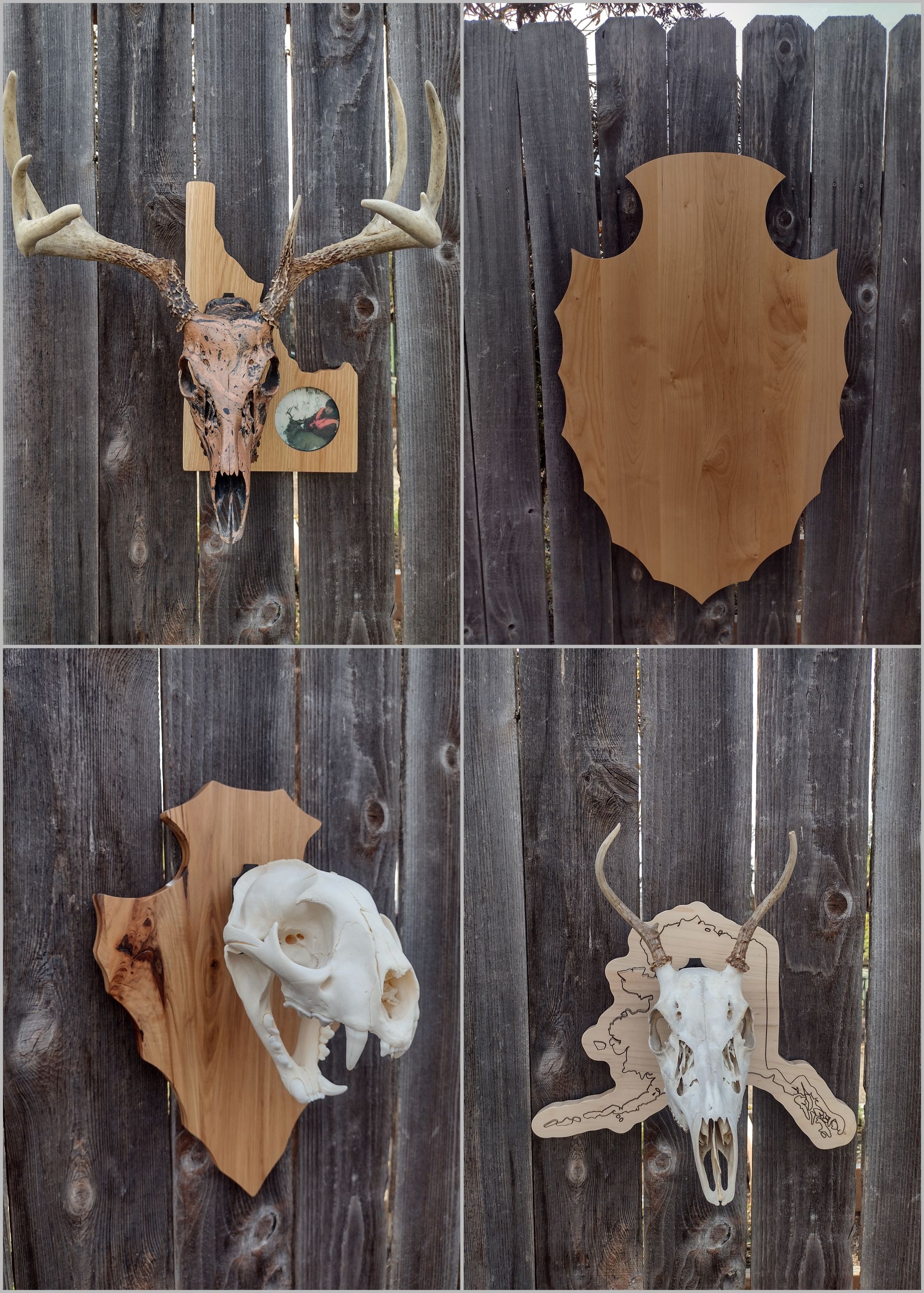 Four different skulls are hanging on a wooden fence