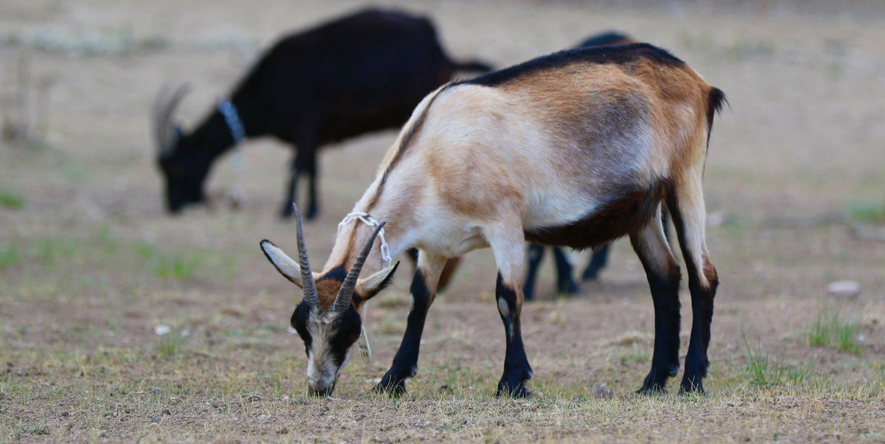 Goats grazing in a field, one tan and black, the other black.
