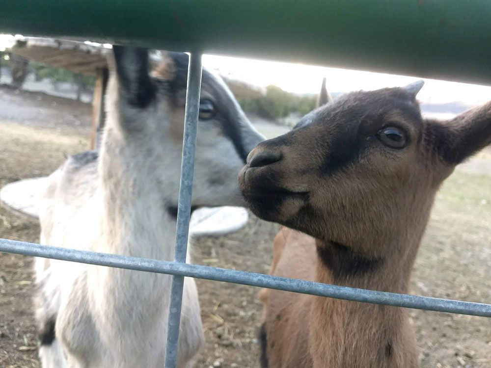 Two goats, one light and one brown, peering through a metal fence.