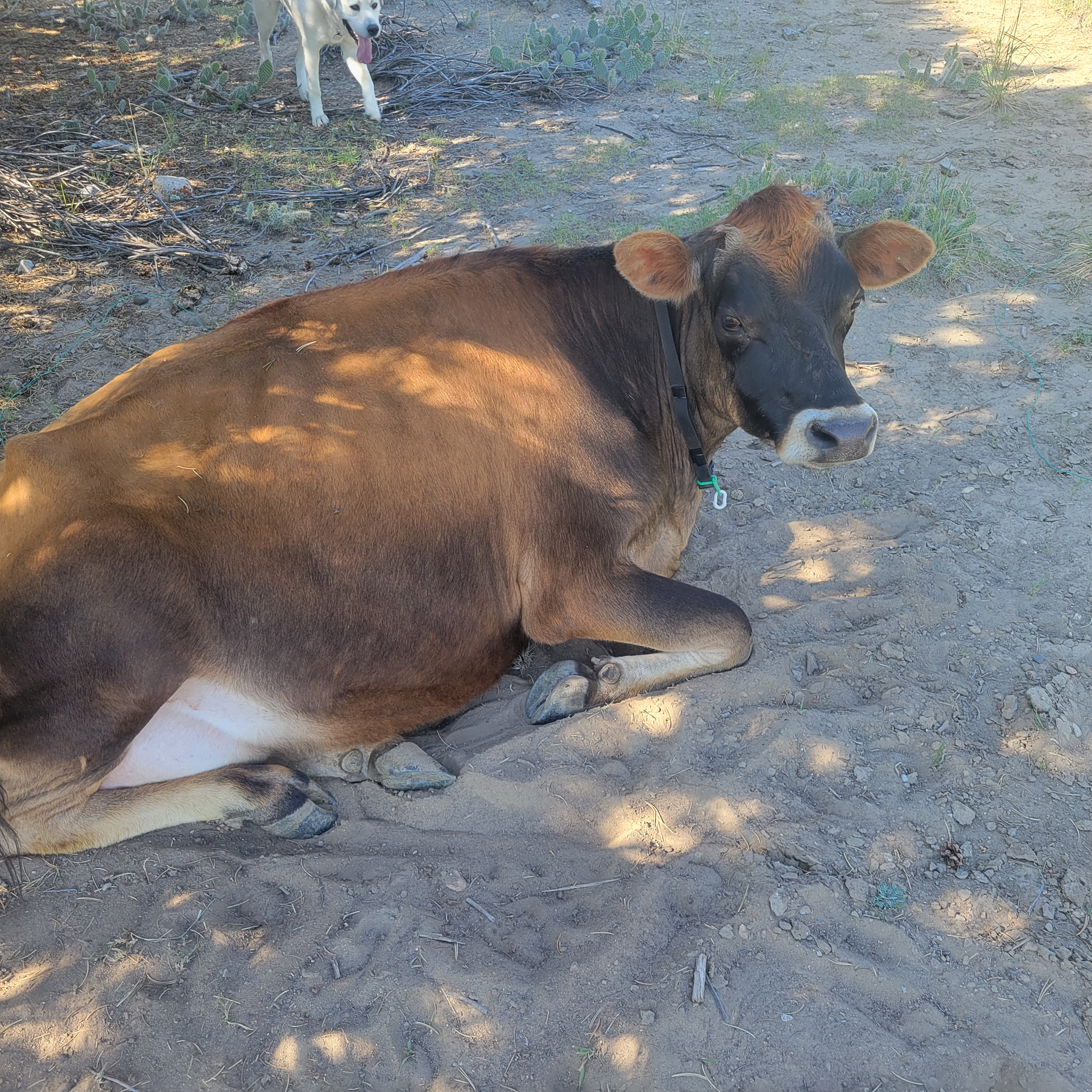 Brown cow resting on dirt, under a tree; a dog in the background.