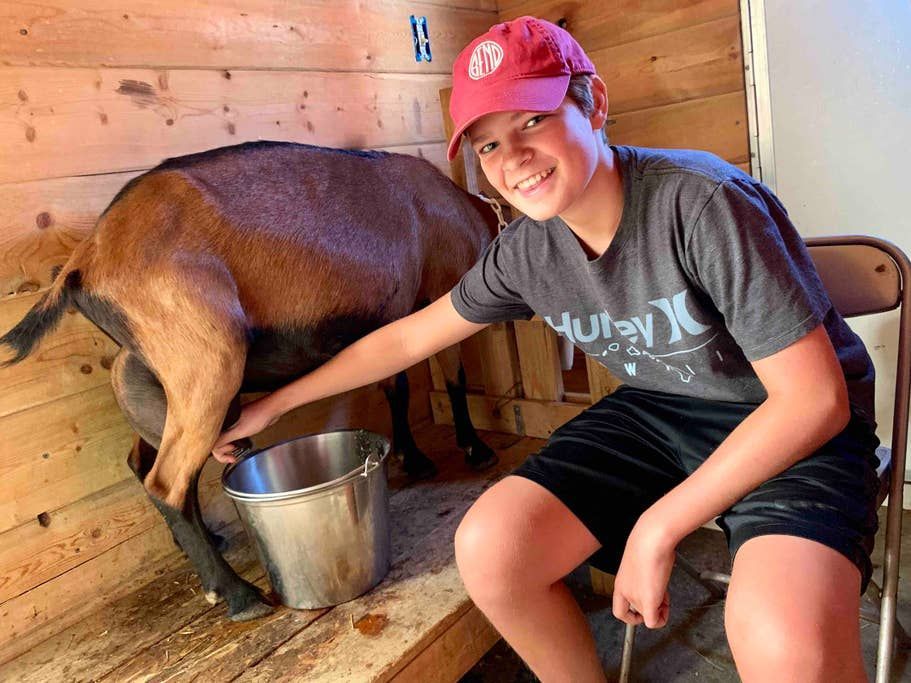 Boy milking a goat in a wooden stall, smiling. Silver bucket below goat’s udder.