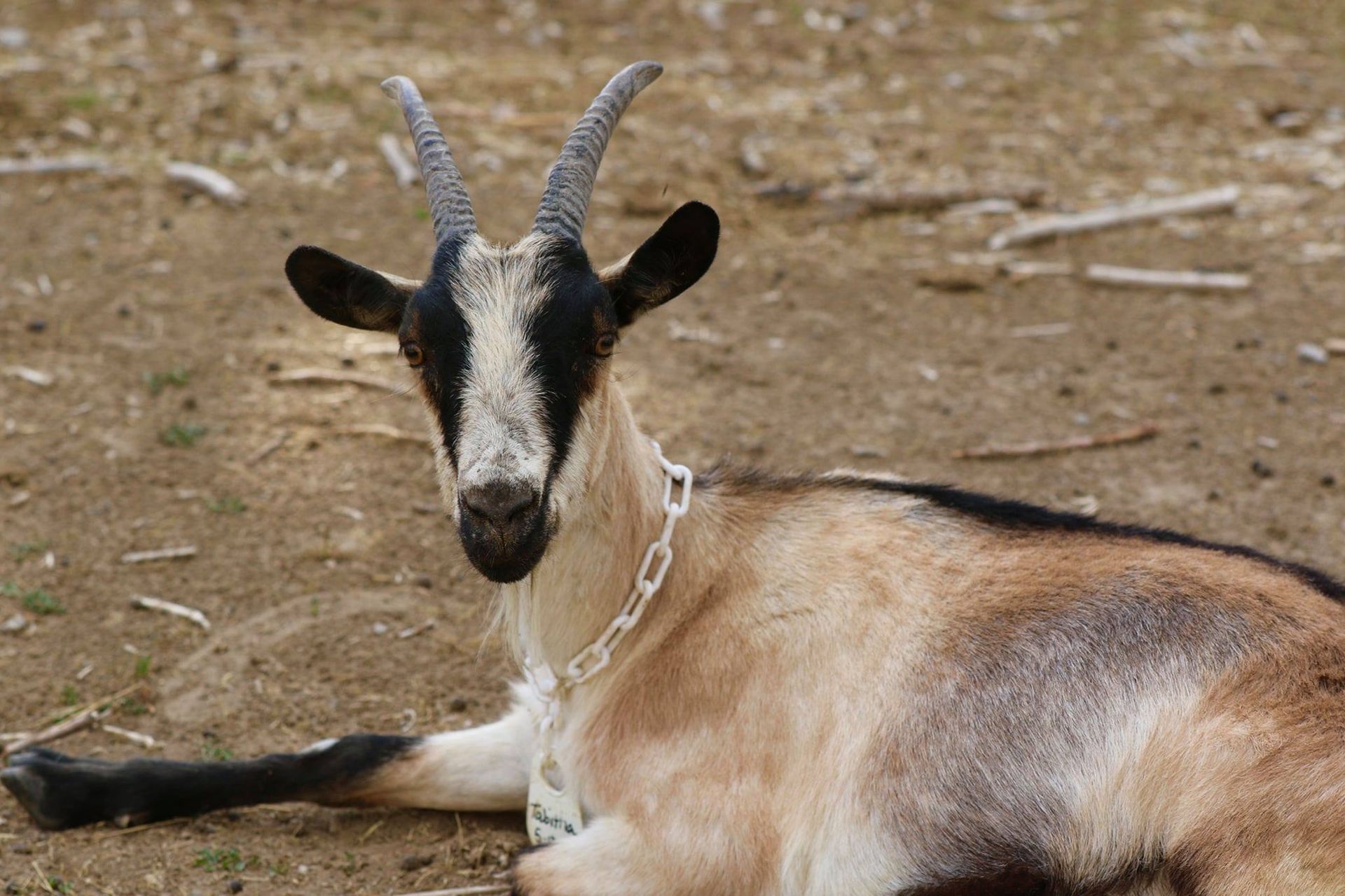 Goat with black and white head, resting on the ground. Tan and brown fur. Horns and a chain collar visible.