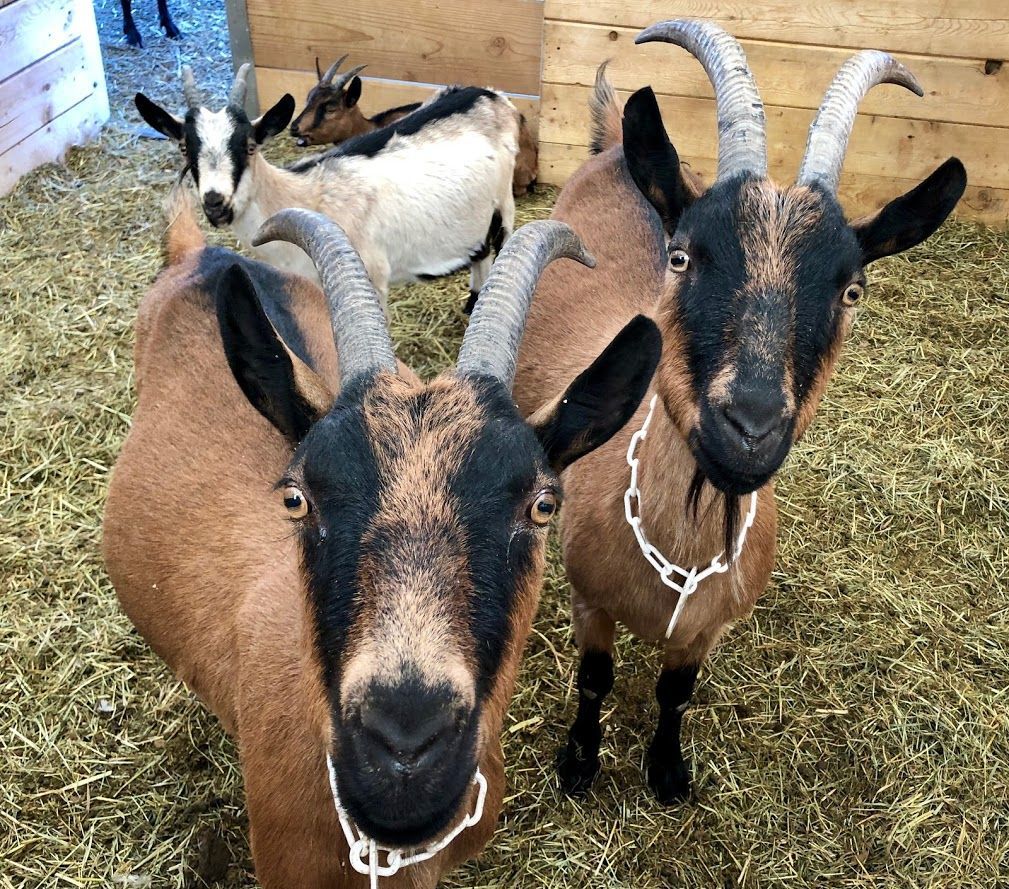Goats with brown and black markings, hay-covered floor, and wooden backdrop. Two goats in front looking directly at the viewer.