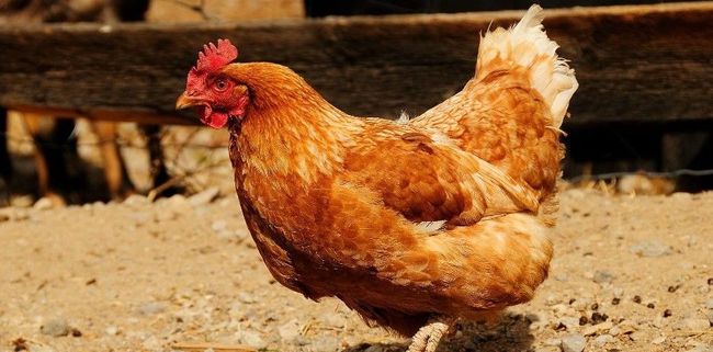 A brown hen stands on dirt, in front of a wooden fence. The hen is in sunlight.