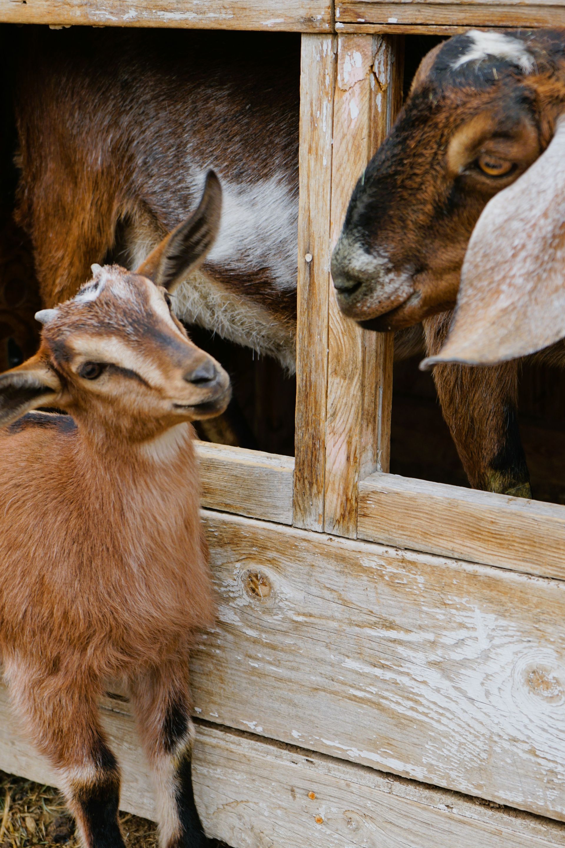 Goats in wooden pen. Brown goat kid looks left; adult goat watches.