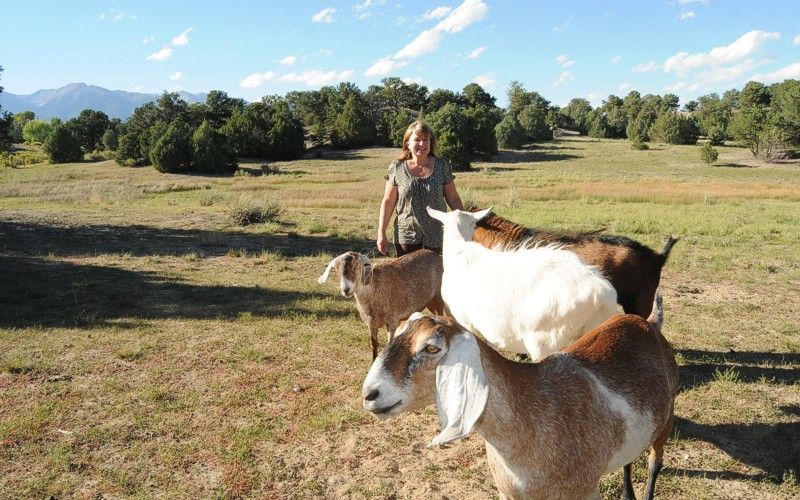 Woman with four goats in a grassy field; mountains and trees in the background under a blue sky.