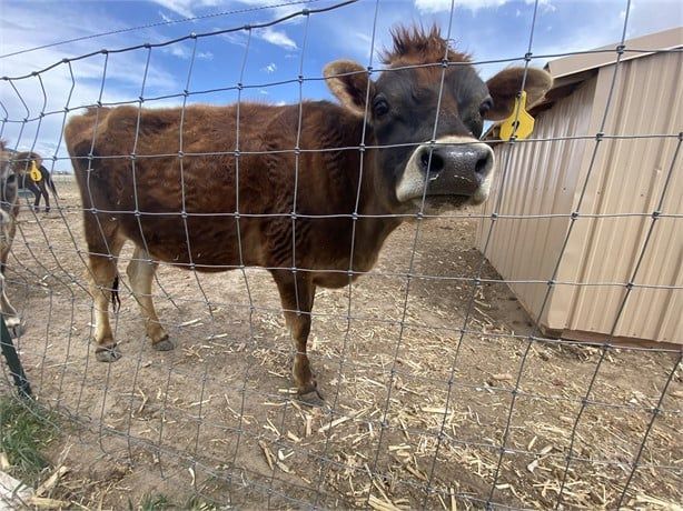 Brown cow with a dark face and curious expression peering through a wire fence.