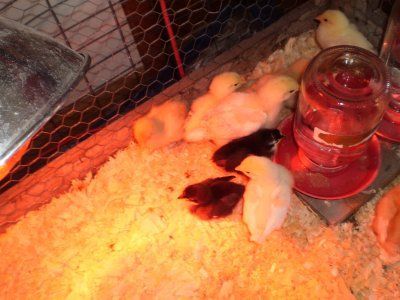 Yellow and black chicks huddled in a brooder, near a red water dispenser and heat lamp.