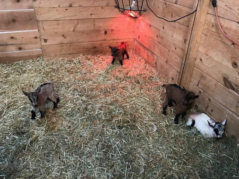 Four baby goats in a straw-filled wooden pen under a heat lamp.