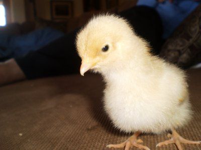 Yellow chick with fluffy down on a brown surface, looking down.