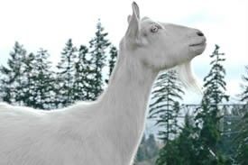 White goat looking up with evergreen trees in the background.