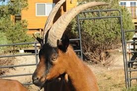 Brown goat with large, curved horns stands near a fence.