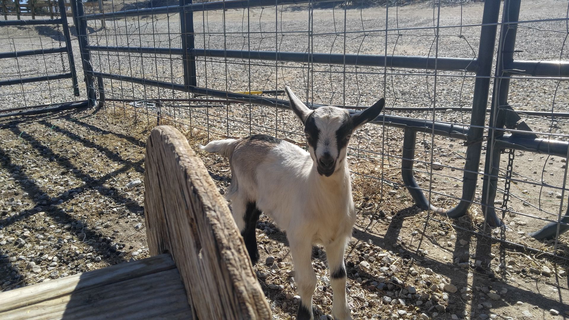Goat with white and brown spots standing in a pen.