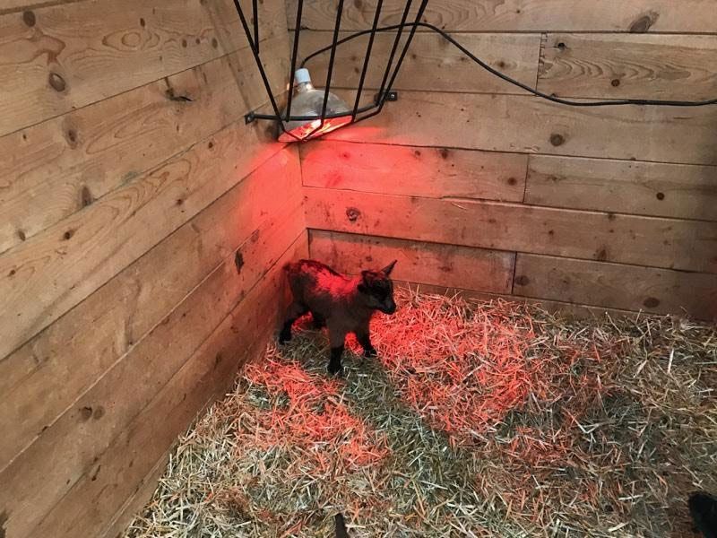 A baby goat stands in a wooden pen with hay. A red heat lamp is above.