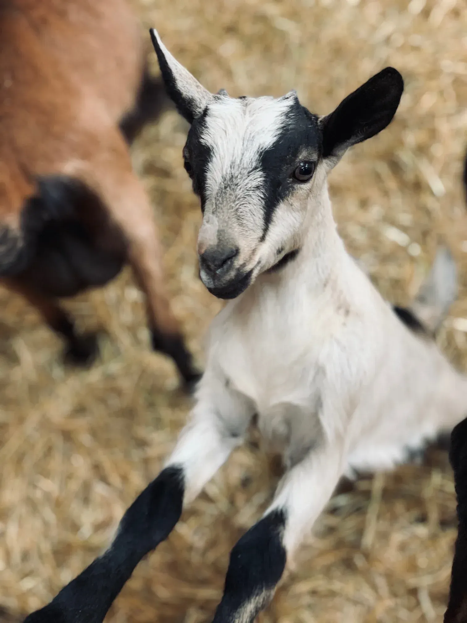 A white goat with black markings sits on hay, looking toward the viewer.