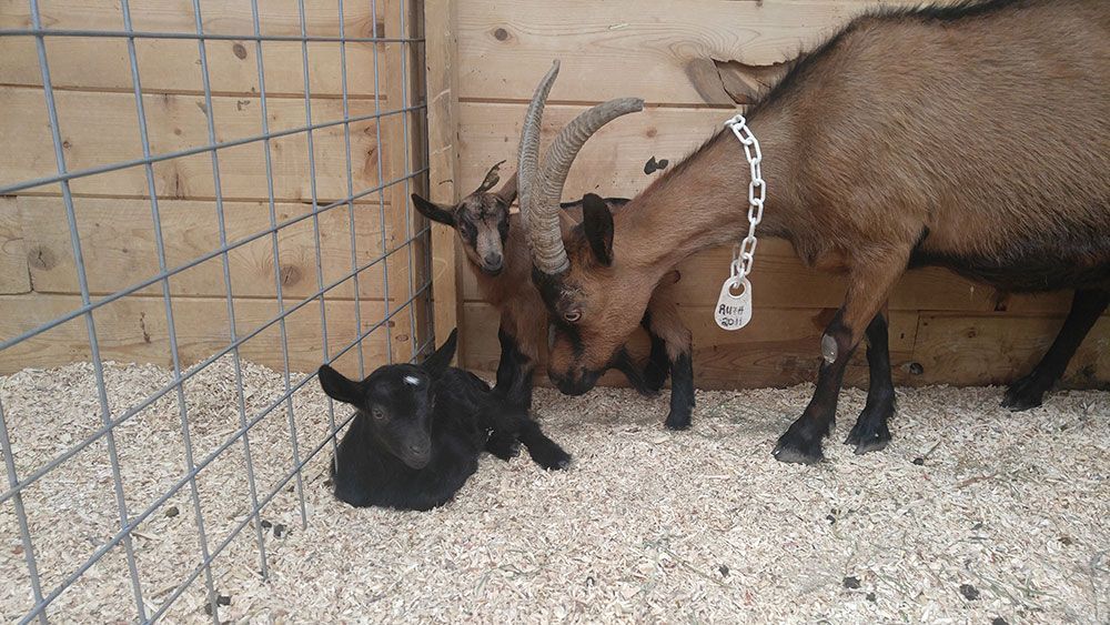 Goats, including a black kid, in a pen with a wooden wall and gravel floor.