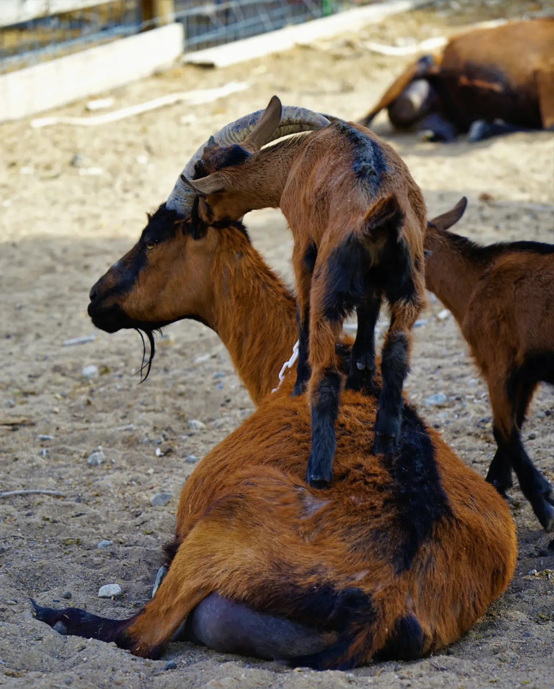 Goat kid standing on the back of a resting brown goat. A second goat is nearby. Sandy ground.