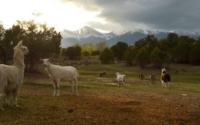 Llama and sheep graze in a field with mountains in the background under a cloudy sky.