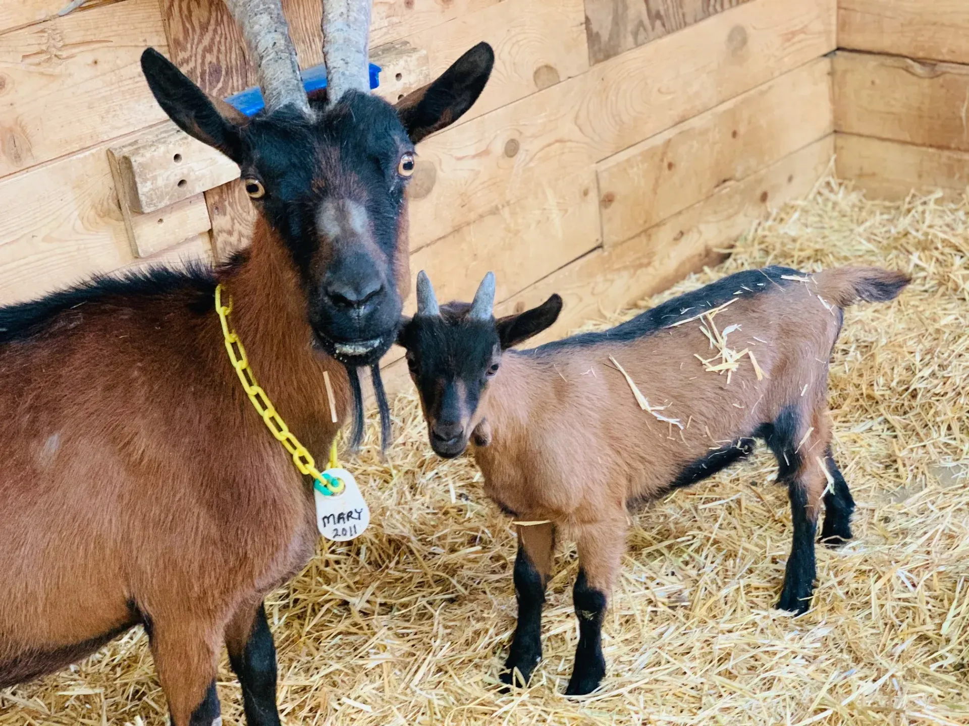 Brown goat and kid standing in a barn, brown and black fur, eyes open, hay on the floor.