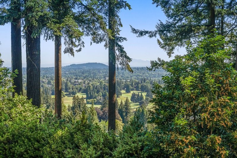 View of a forest and valley, framed by tall evergreen trees under a blue sky.