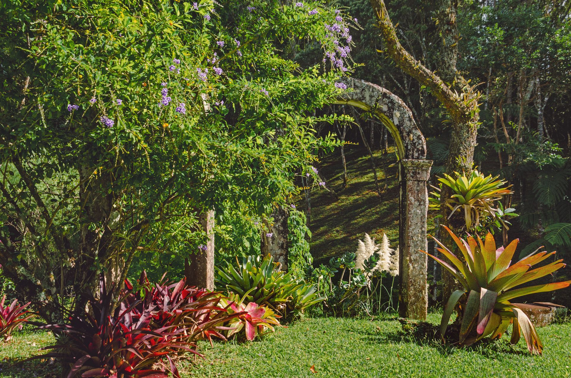 Um jardim cheio de muitas plantas e árvores