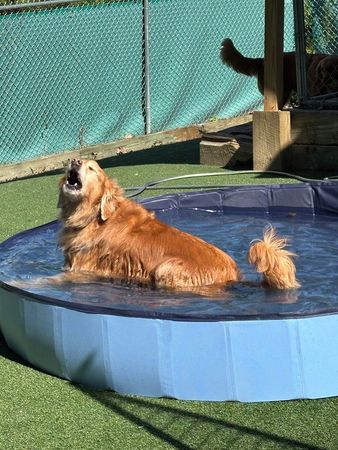 Small dark dog sitting in a neon green kiddie pool in a fenced backyard