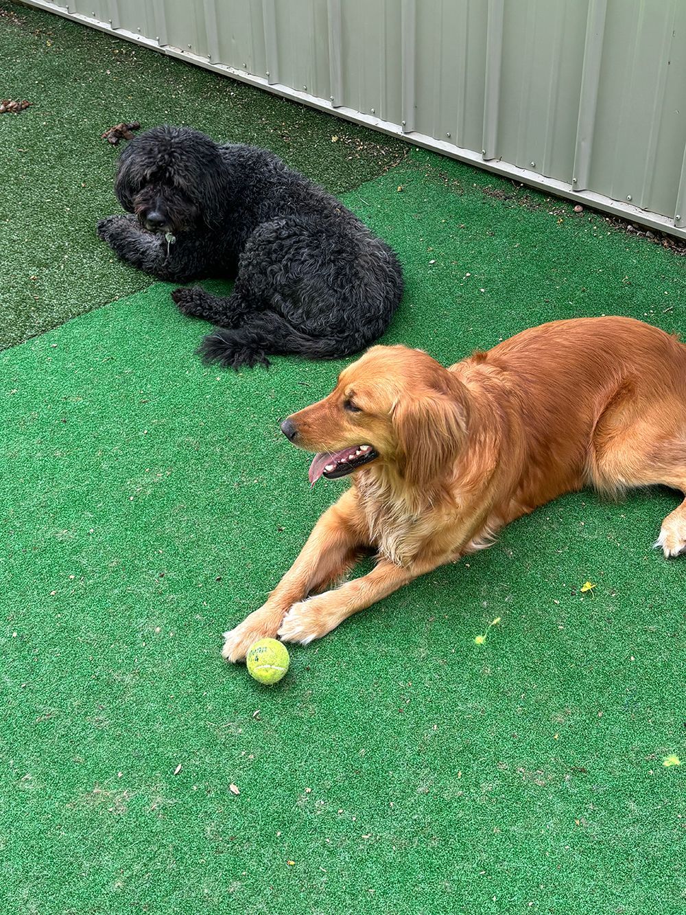 Several dogs run and play on a grassy fenced dog park with trees in the background.