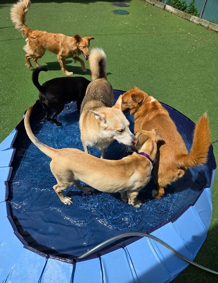 Two dogs in a blue kiddie pool, one white and one brindle, splashing in a fenced yard.