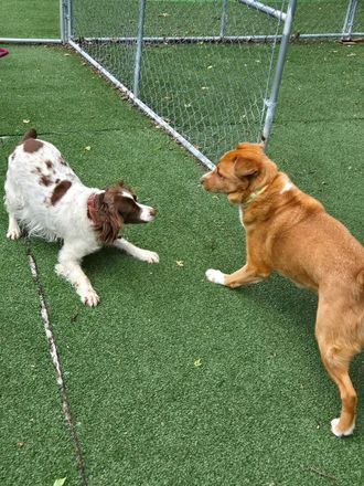 Two dogs facing off on artificial turf near a chain-link fence.
