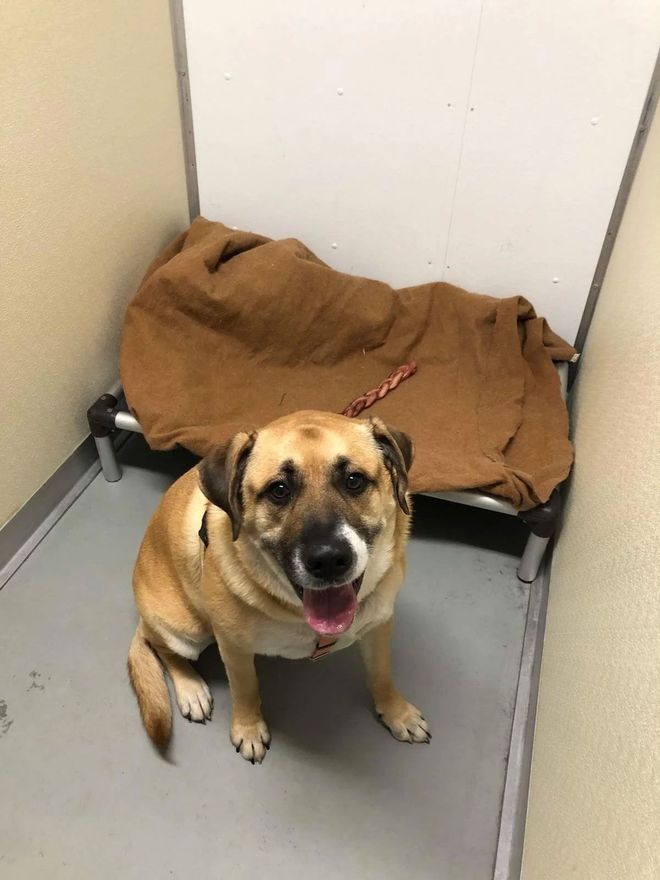 Brown and black dog sitting in a kennel, panting and wearing a pink bandana.
