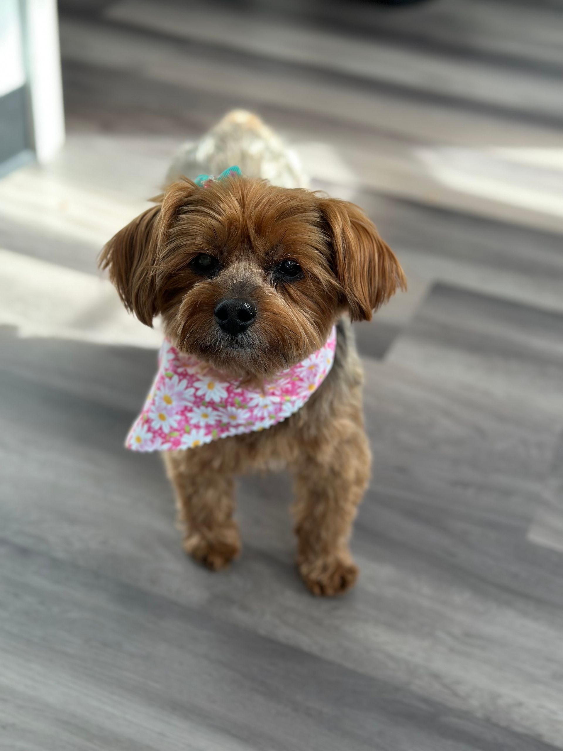 Sudzee Pups Dog Grooming in Hicksville