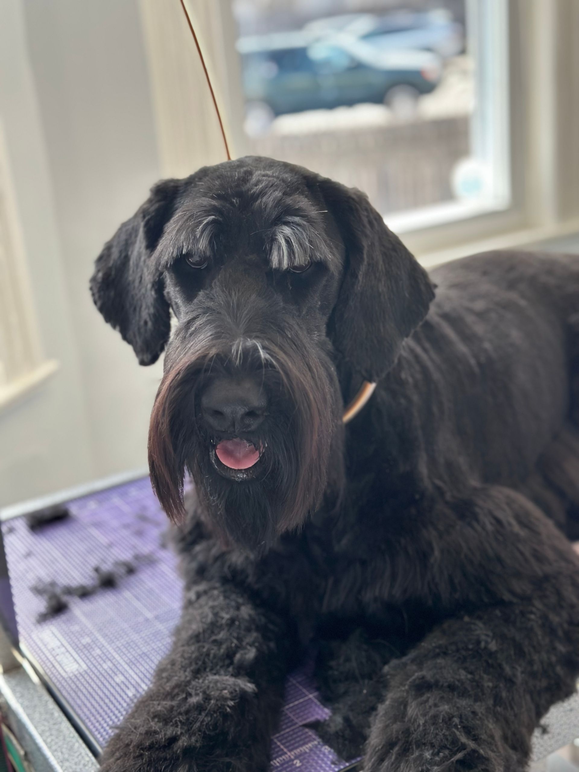 Sudzee Pups Dog Grooming in Hicksville